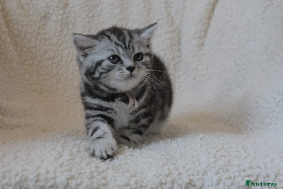 British Shorthair cats for sale: 3 gccf registered British Shorthair silver tabbys  - Advert 2