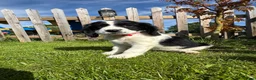 Cocker Spaniel dogs for sale: Show type cocker spaniels  - Advert 4