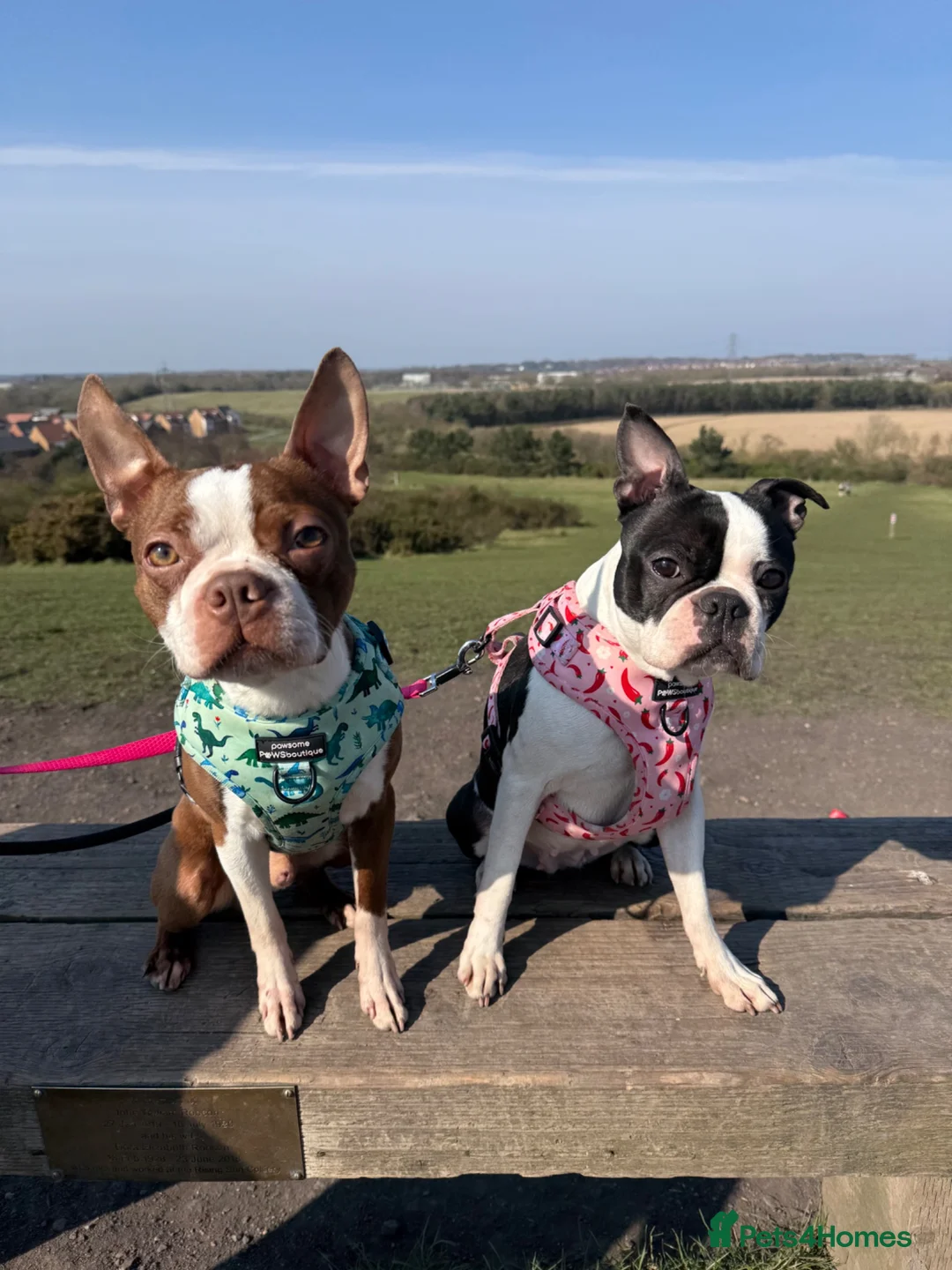 Boston Terrier dogs for sale: Gorgeous chunky Boston babies  - Advert 2