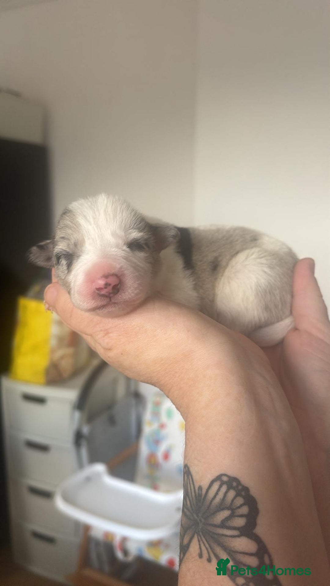 Border Collie dogs for sale: ✨ 6 beautifully marked border collie puppies ✨ - Advert 10