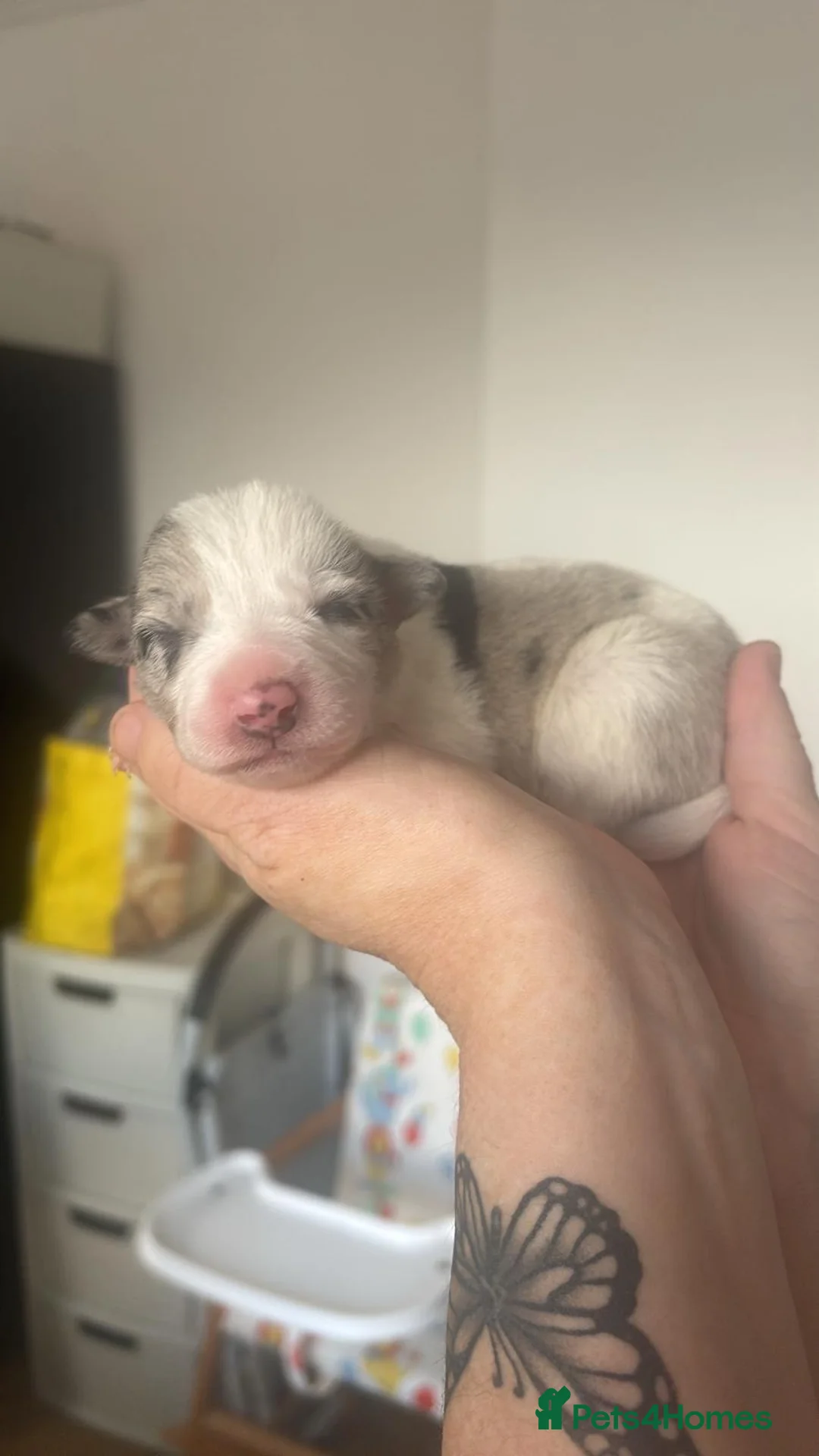 Border Collie dogs for sale: ✨ Last remaining border collie puppy ✨ - Advert 10
