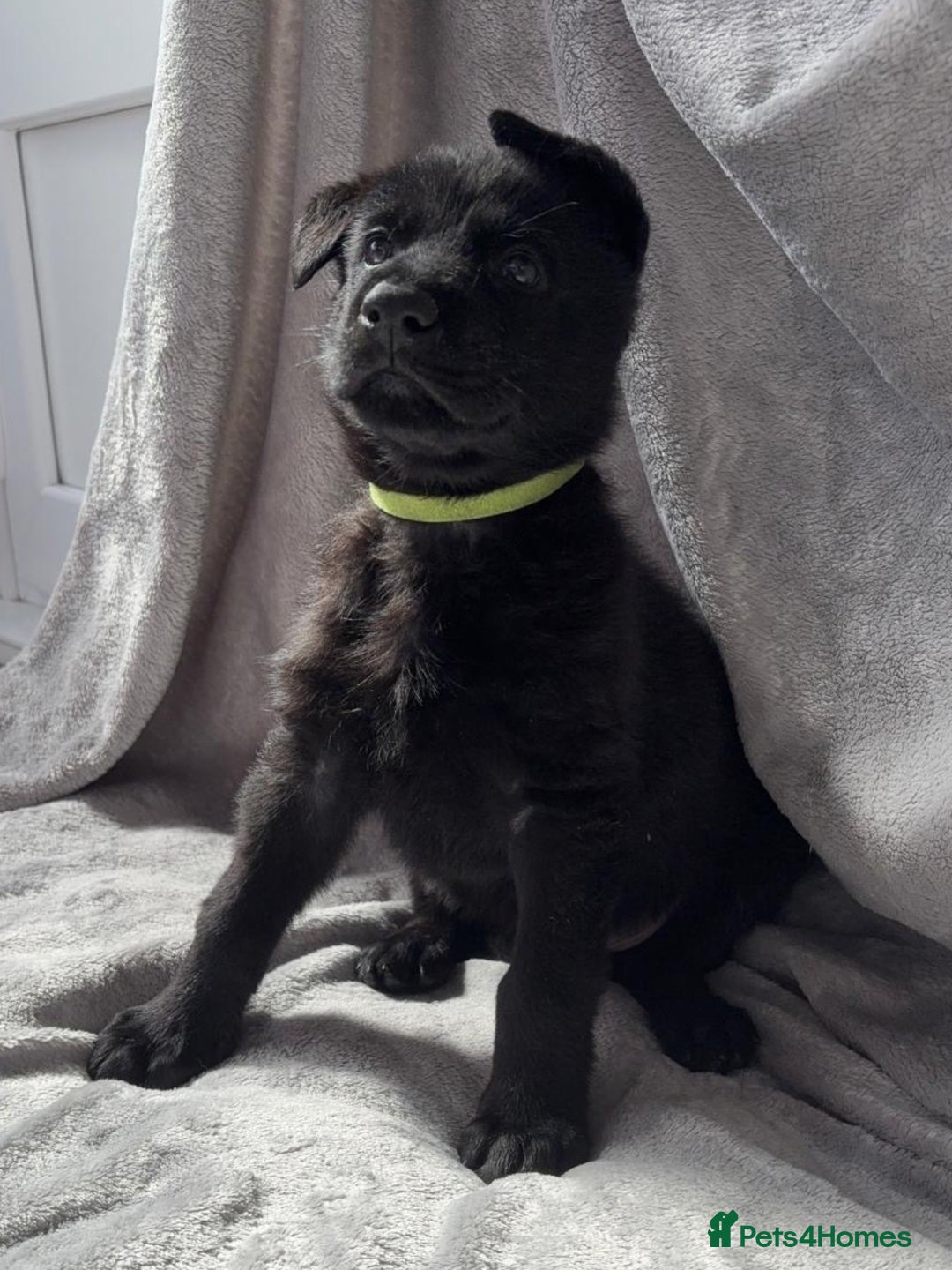 German Shepherd dogs for sale: Exceptional KC Reg DDR GSD Puppies Rare Bloodlines - Image 13