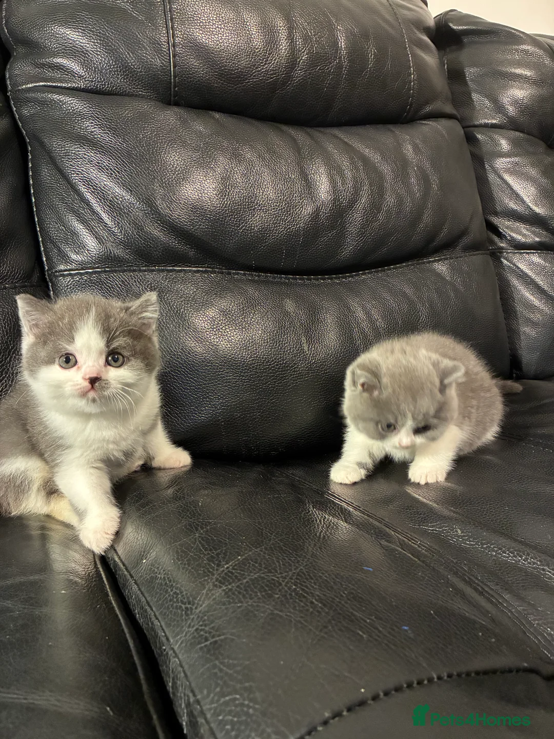 British Shorthair cats for sale: LAST 1 REMAINING BSH TICA KITTENS - Advert 26