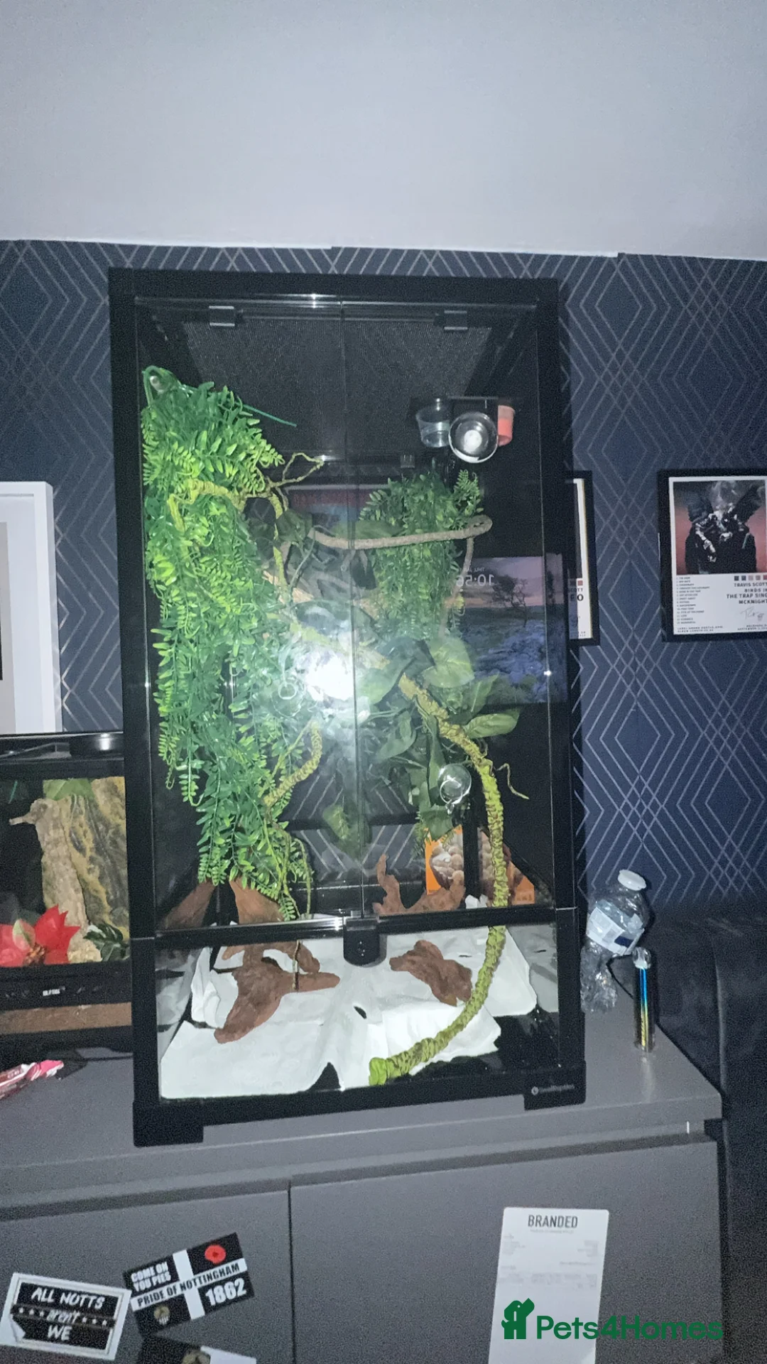 Gecko reptiles for sale: Baby crested gecko with enclosure need gone ASAP   - Advert 2