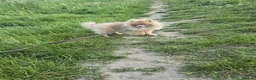Pomeranian dogs for sale: KC Young Adult Male and Female six mo - Advert 6