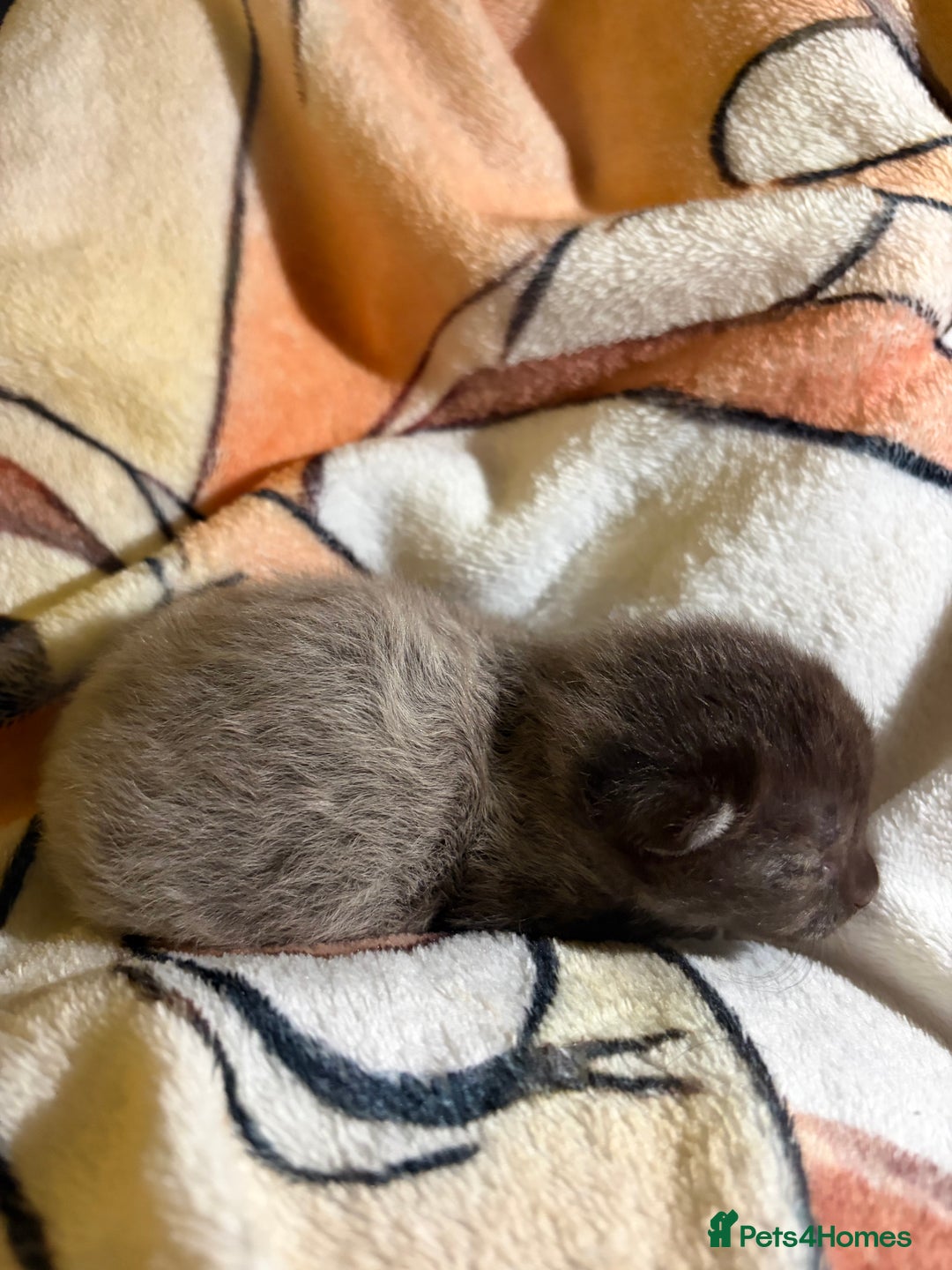 Mixed Breed cats for sale: Half ragdolls cuddly, all girls, ready now - Advert 22