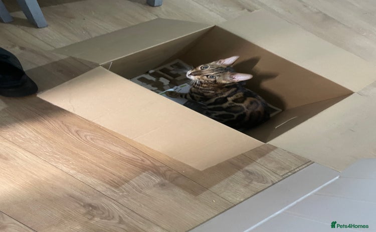 Bengal cats - Advert 1
