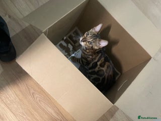 Bengal cats - Advert 35