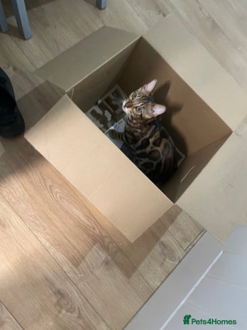 Bengal cats - Advert 7