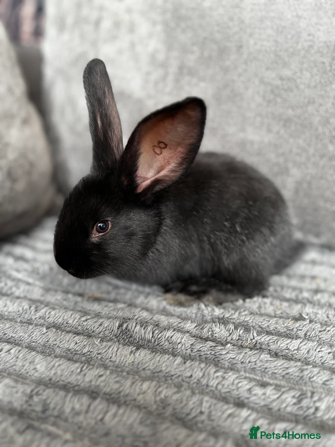 Continental Giant rabbits for sale: GERMAN GIANTS (continentals) 8 kits available  - Advert 13