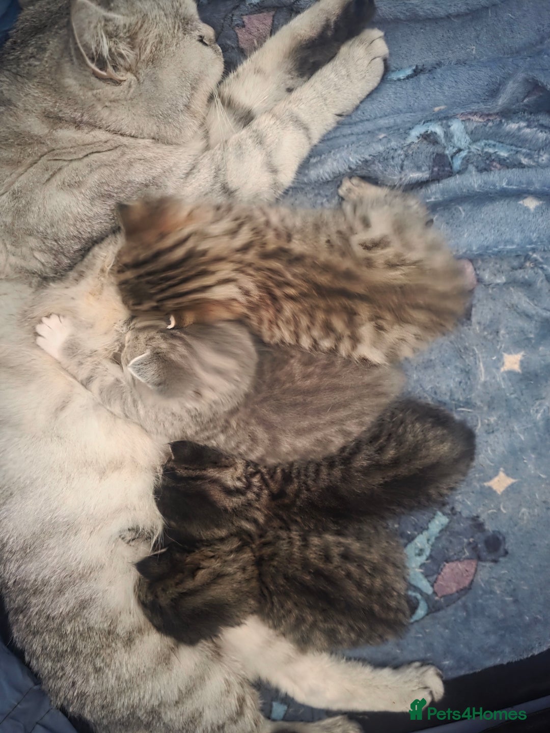 British Shorthair cats for sale: British shorthair x kittens - Image 7