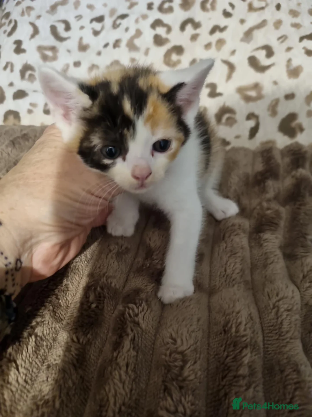 Mixed Breed cats for sale: Beautiful kittens  - Advert 8