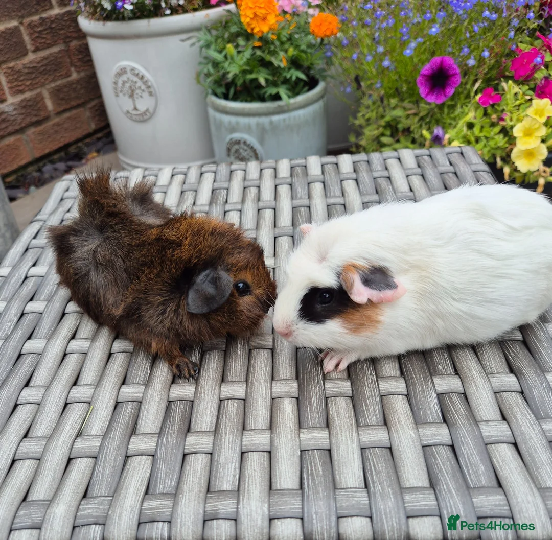 Guinea Pig rodents for sale: Baby Guinea Pigs Funky Californian & Crested - Advert 2