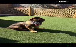 German Shepherd dogs for sale: Health Tested Puppy  - Image 3