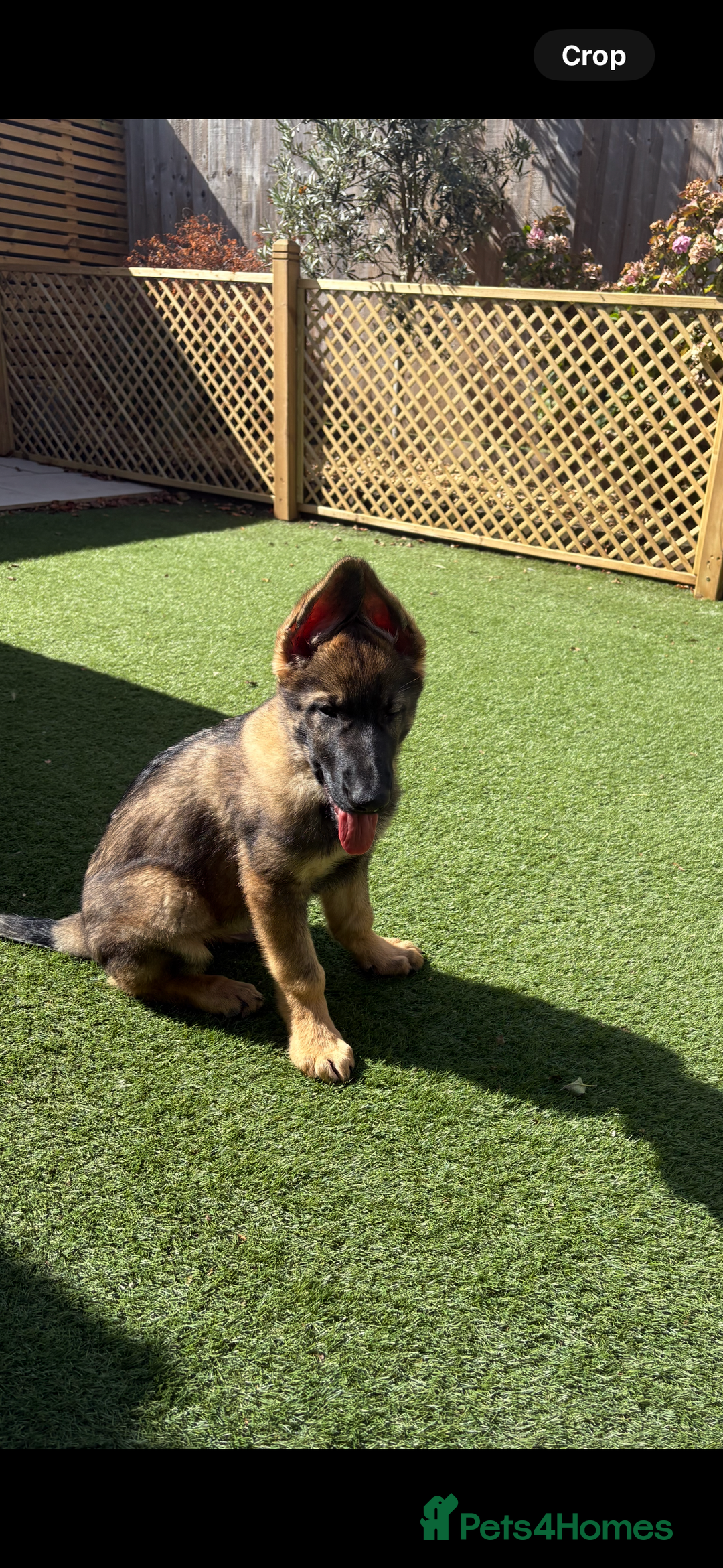 German Shepherd dogs for sale: Health Tested Puppy  - Image 3