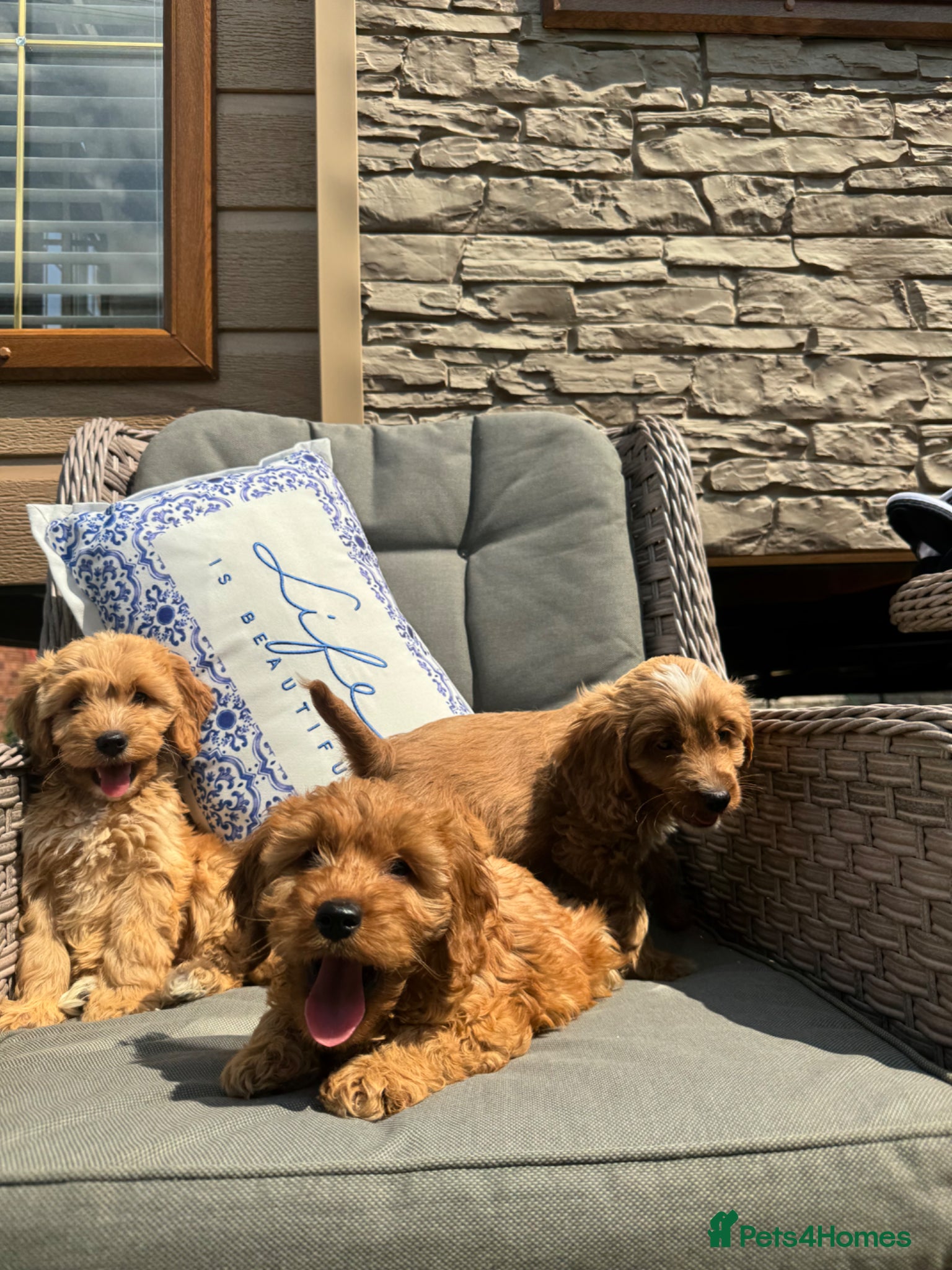 Cockapoo dogs F1 PRA CLEAR COCKAPOOS(council licensed breeder) - Advert 1