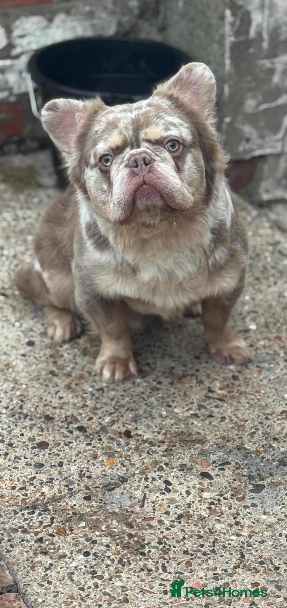 French Bulldog dogs MR LAS VEGAS  - Advert 1