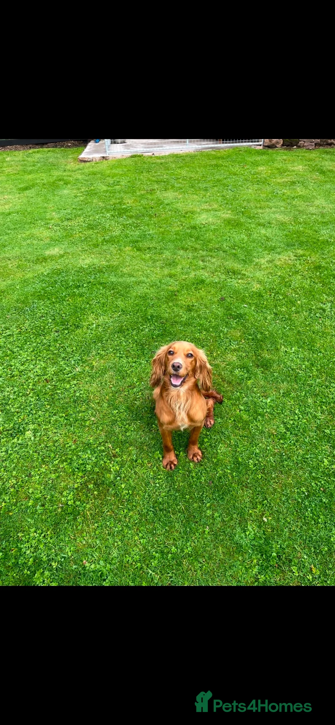 Cocker Spaniel dogs for sale: KC registered Cocker spaniel puppies  - Advert 2