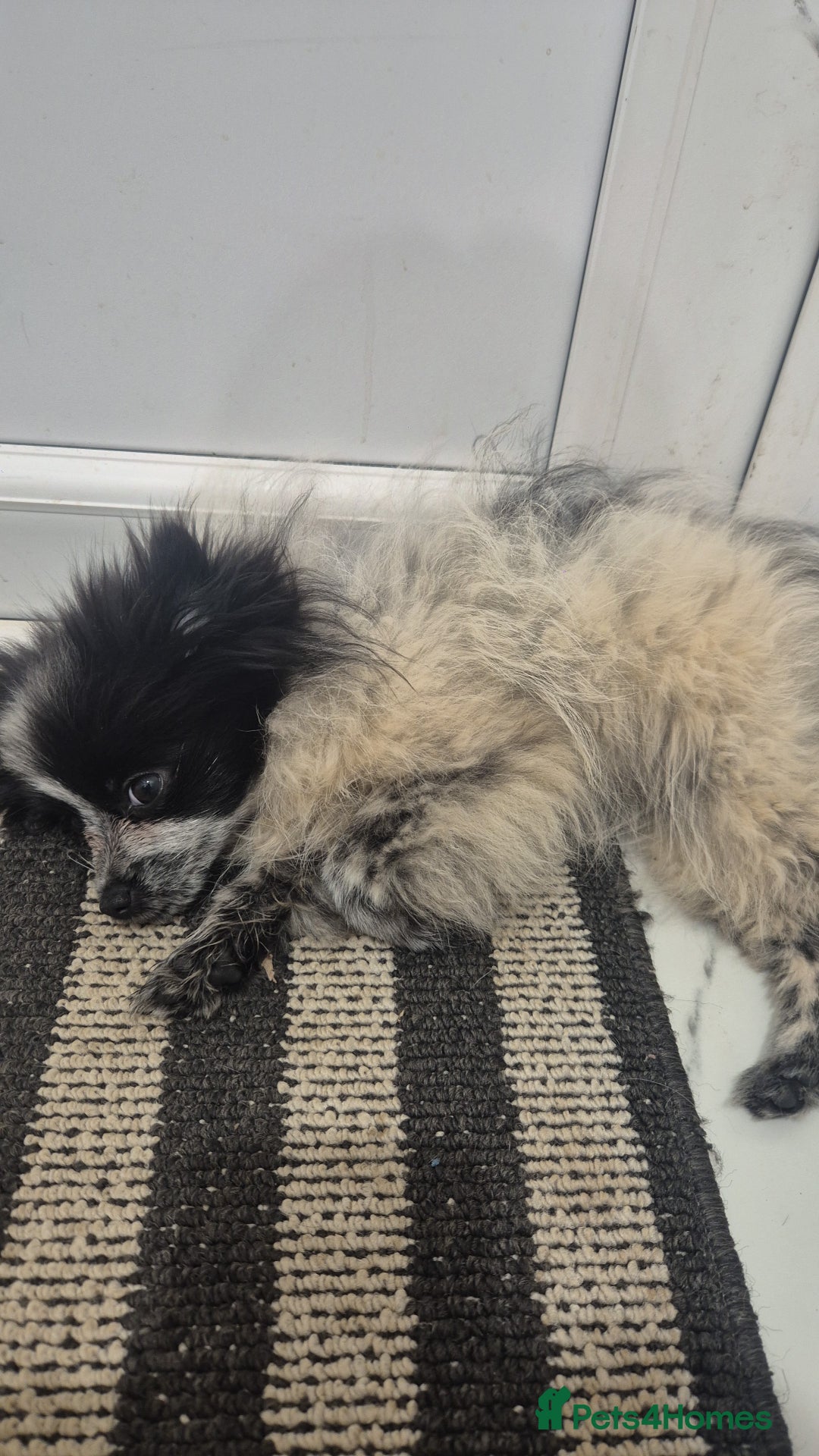 Pomeranian dogs for sale: Mini Pomeranian puppy - Advert 1