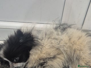 Pomeranian dogs Mini Pomeranian puppy - Advert 1