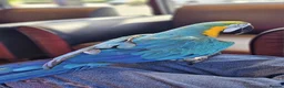Macaws birds for sale: Amazing Blue and Gold Macaw parrots in Winsford - Advert 3