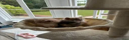 Maine Coon cats for sale: Stunning XL Maine Coon Kittens - Advert 9