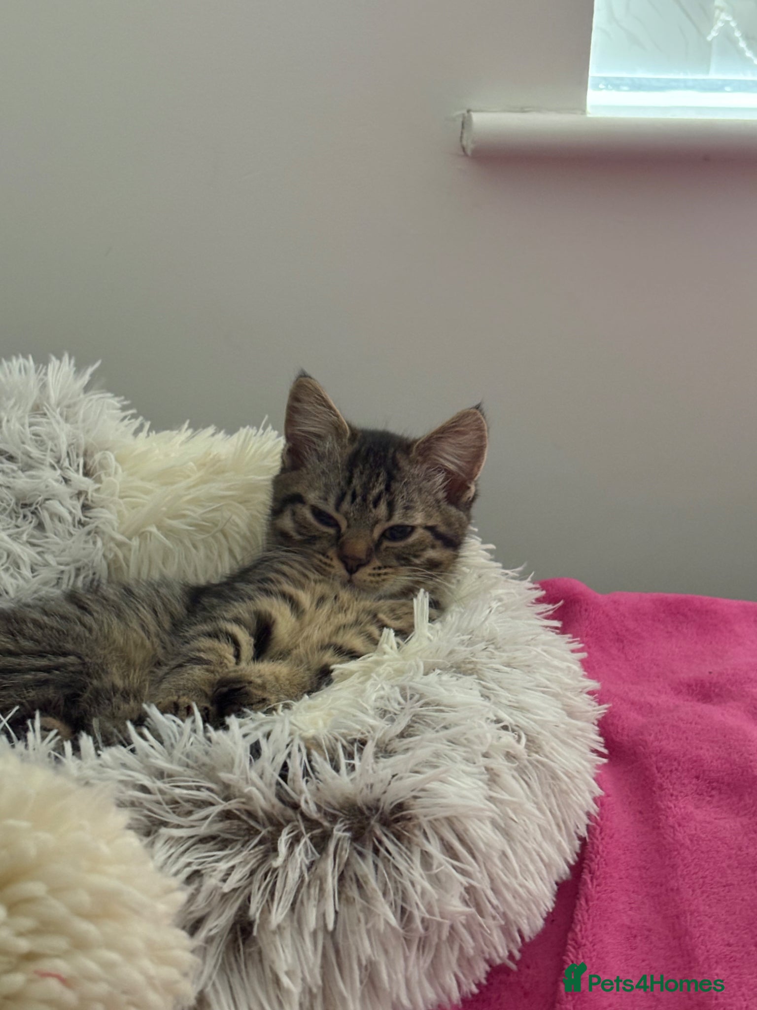 British Shorthair cats for sale: British tabby kitten for sale (Shanti) - Advert 3