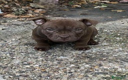 American Bully dogs for sale: Micro Exotic Bully ABR Females - Image 3
