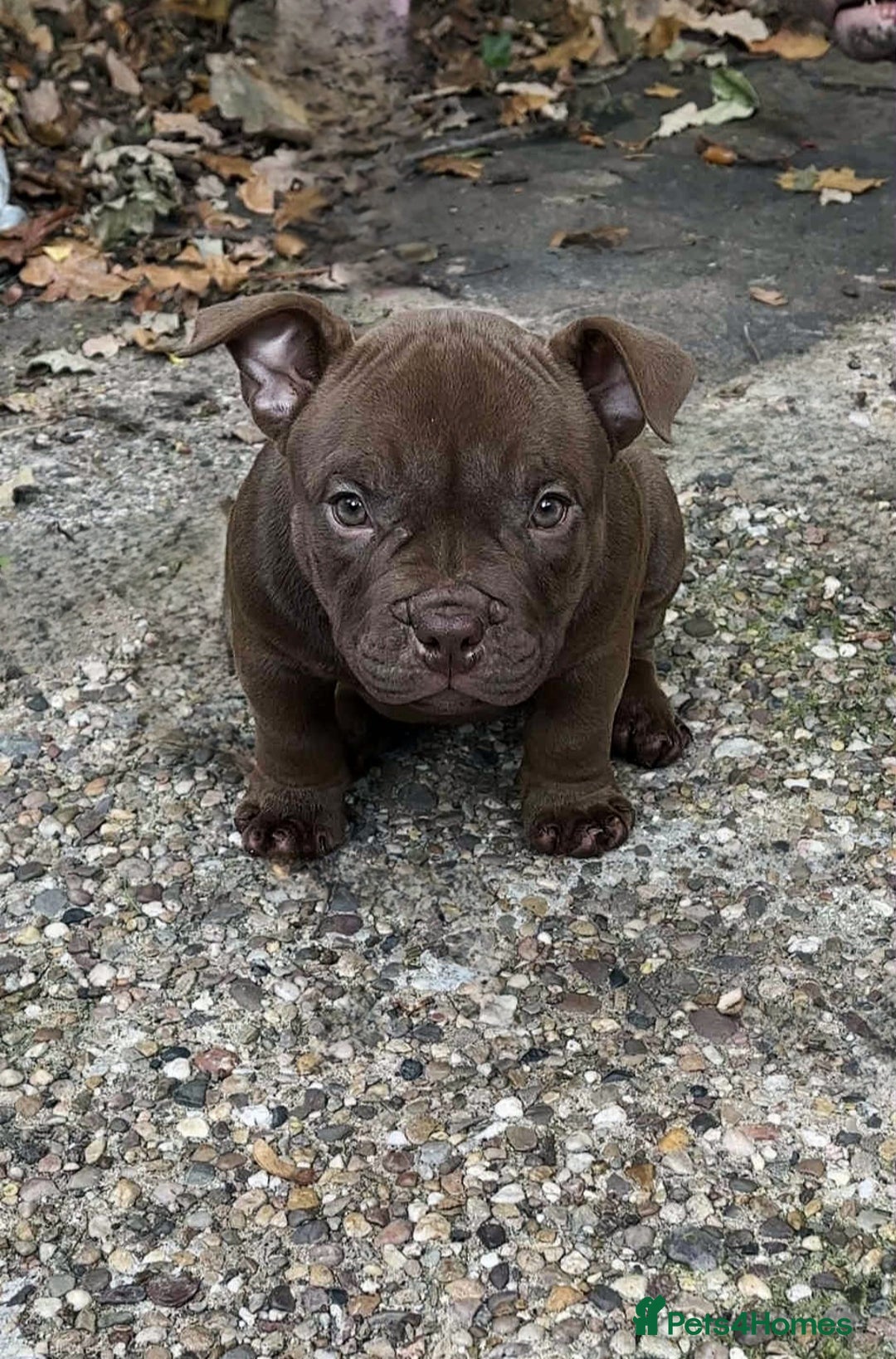 American Bully dogs for sale: Micro Exotic Bully ABR Females - Image 3