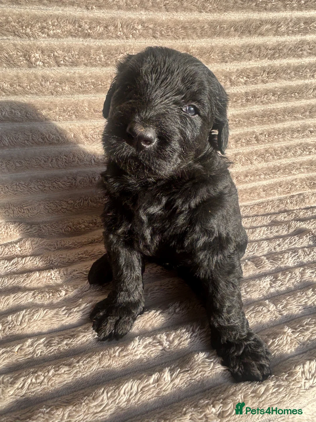 Giant Schnauzer dogs for sale: KC Giant Schnauzer Puppies in Newport - Advert 2