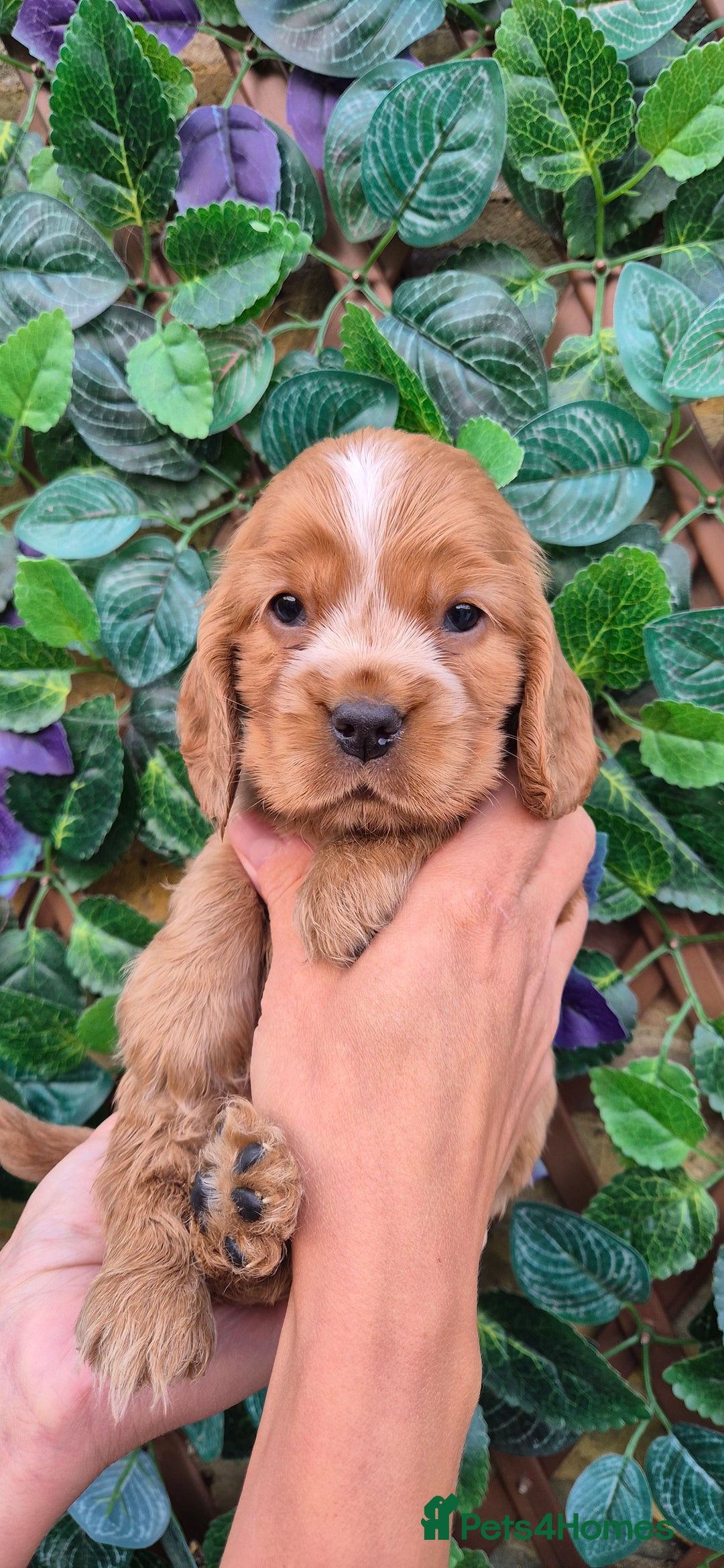 Cocker Spaniel dogs for sale: SUPERB SHOW TYPE COCKER SPANIEL PUPPIES  - Image 9
