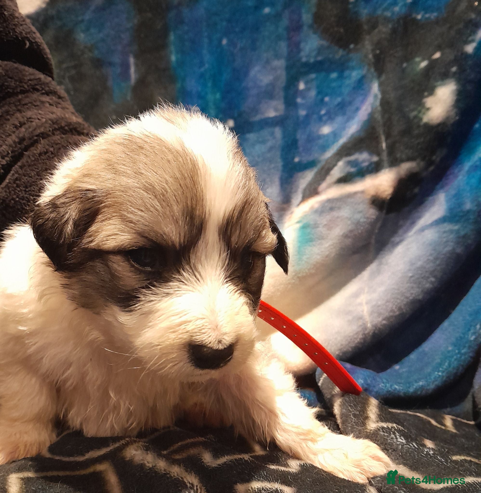 Pyrenean Mountain Dog dogs 6 beautiful pyrenean puppies kc registered  - Advert 2