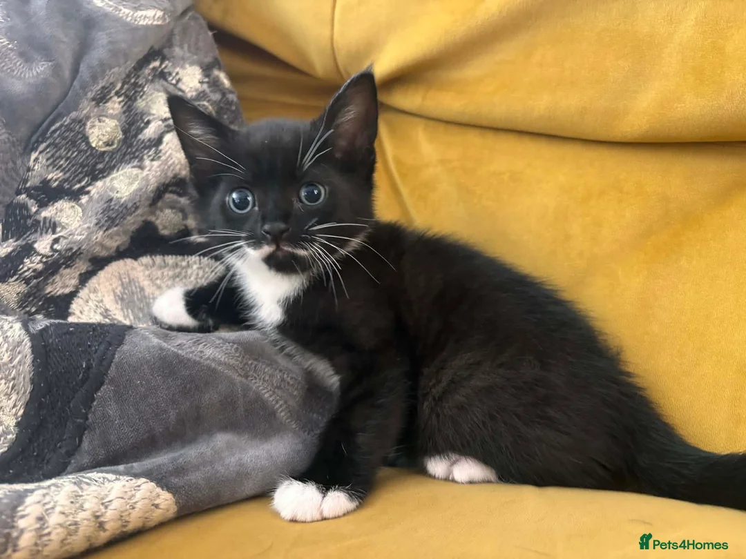 Mixed Breed cats for sale: 3 beautiful, playful boys. 1 black 2 tuxedo  - Advert 11