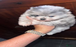 Pomeranian dogs for sale: Exotic quality mearle Poms with blue eyes 💙 - Image 4