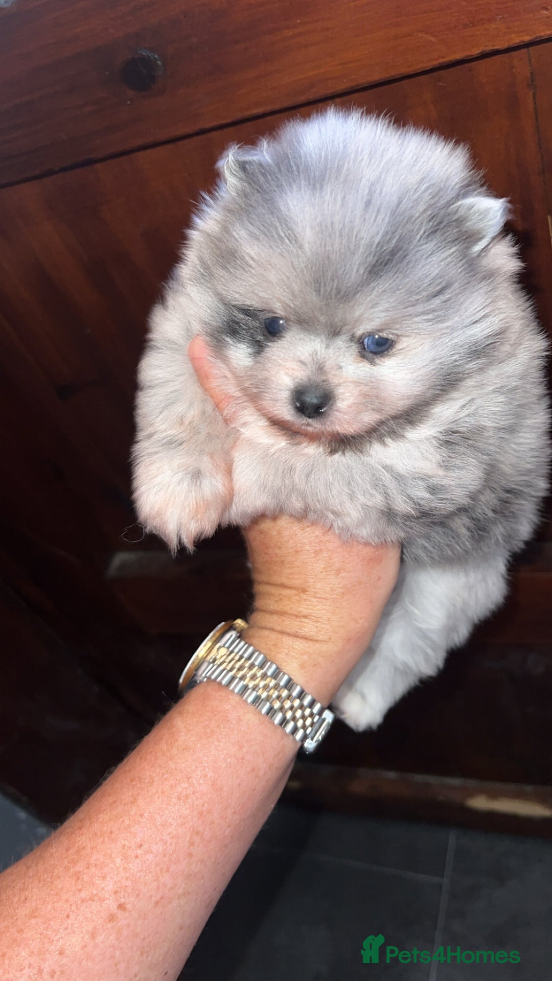 Pomeranian dogs for sale: Exotic quality mearle Poms with blue eyes 💙 - Image 4