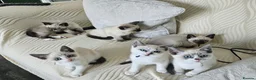 Snowshoe cats for sale: Rare pedigree snowshoe kittens - Advert 11
