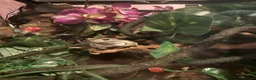 Frog reptiles for sale: Four Chunky Whites Tree Frogs and Full Set up  in Bristol - Advert 9