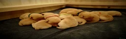 Labrador Retriever dogs for sale: Beautiful Litter of 10 Red Fox Labrador Puppies 🐾 - Advert 4