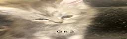 Persian cats for sale: 3 Stunning Kittens  - Advert 8