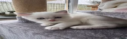 Ragdoll cats for sale: GCCF Registered Ragdoll Kittens - Advert 3