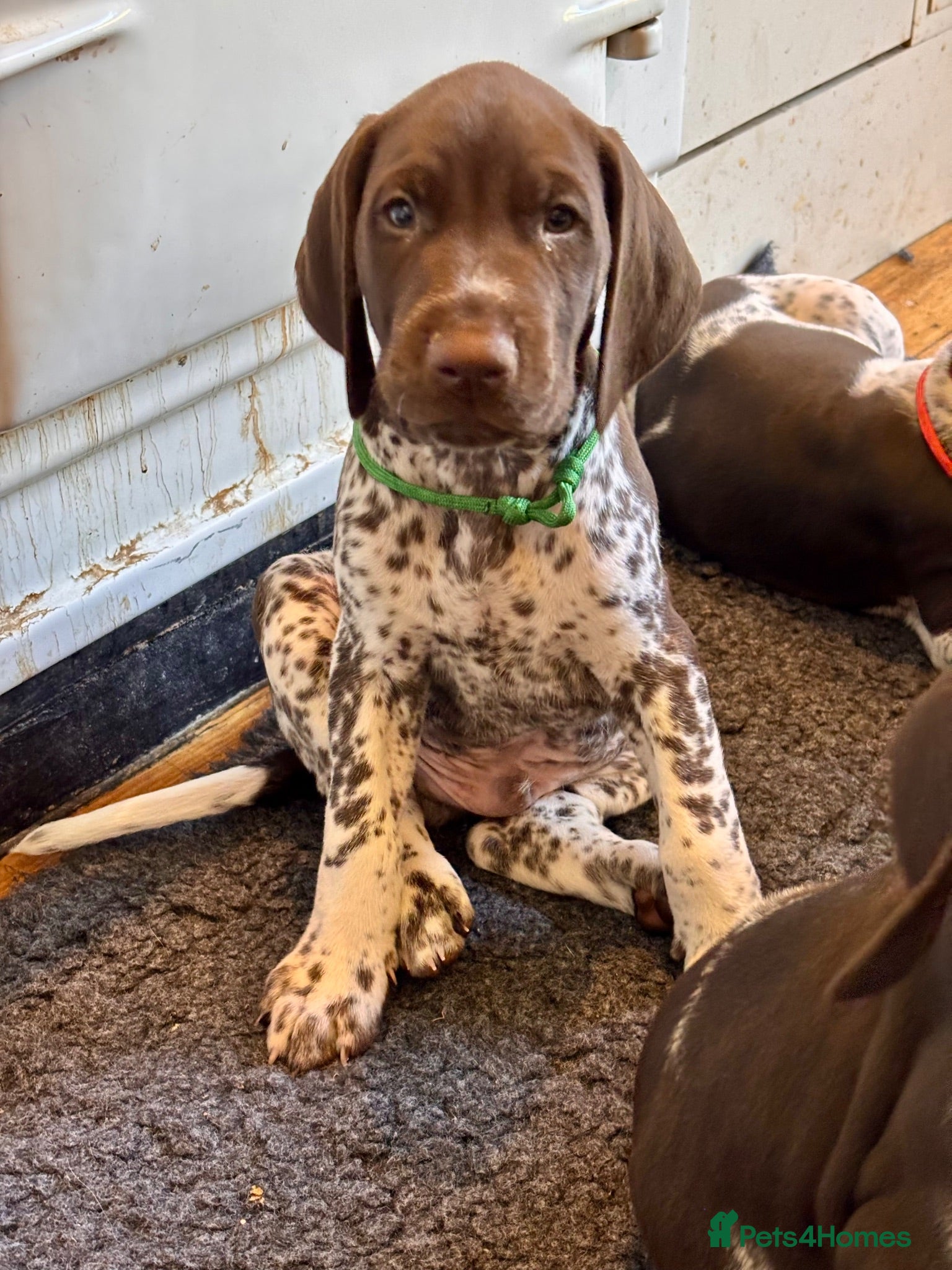 German Shorthaired Pointer dogs Stunning GSP Puppies 🏆 Champion Bloodlines - Advert 2