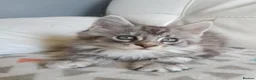 Maine Coon cats for sale: TICA REGISTERED GORGEOUS MAINE COONKITTENS - Advert 20