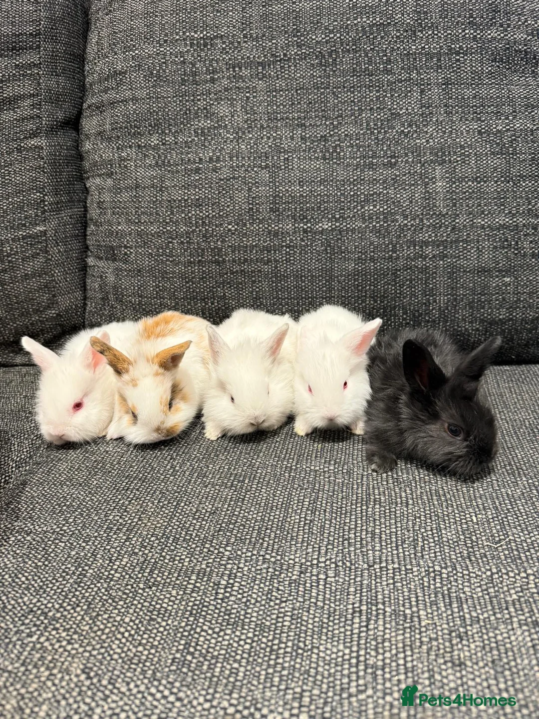 Lionhead rabbits for sale: 4 Baby Lion Head rabbits  - Advert 5