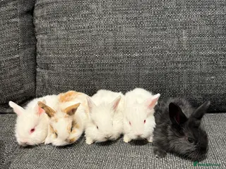 Lionhead rabbits 4 Baby Lion Head rabbits - Advert 13