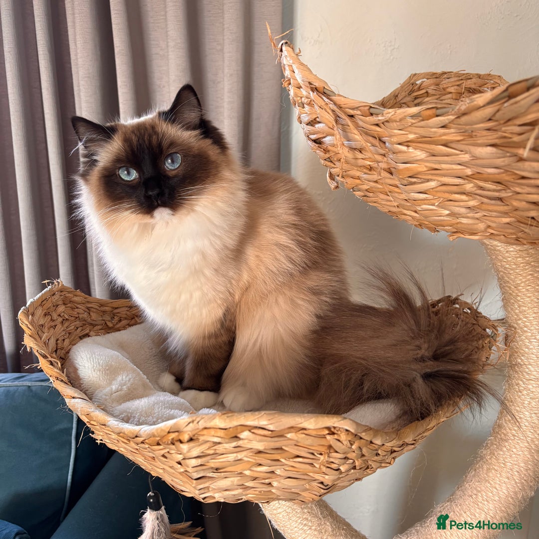 Ragdoll cats for sale: Ragdolls - Image 14