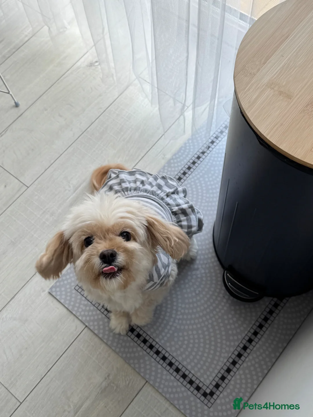 Cavapoo dogs for sale: Rehoming Adorable Cavapoo girl in Sutton Coldfield - Advert 1