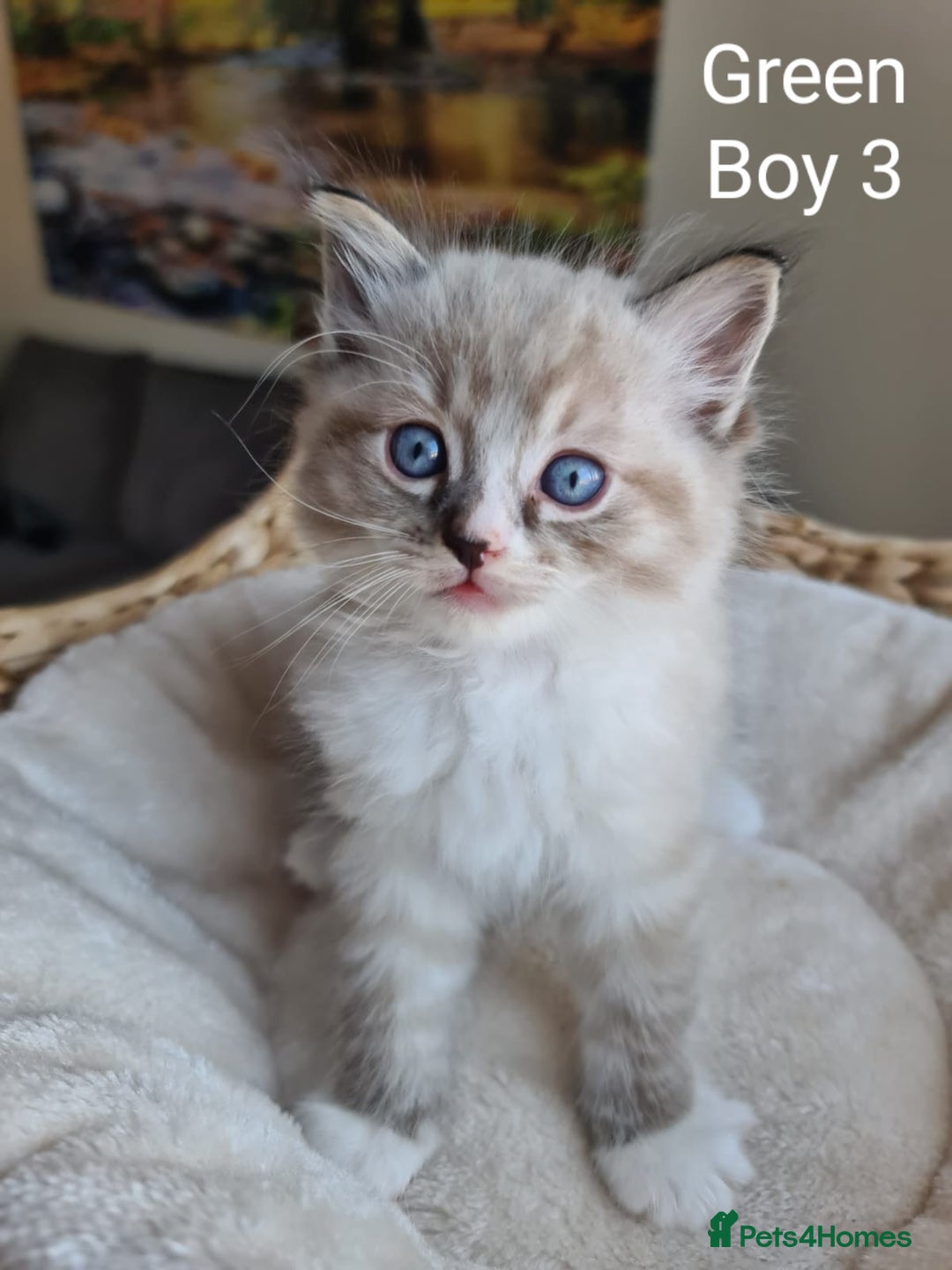 Ragdoll cats for sale: VERY BEAUTIFUL RAGDOLL KITTENS  - Image 9