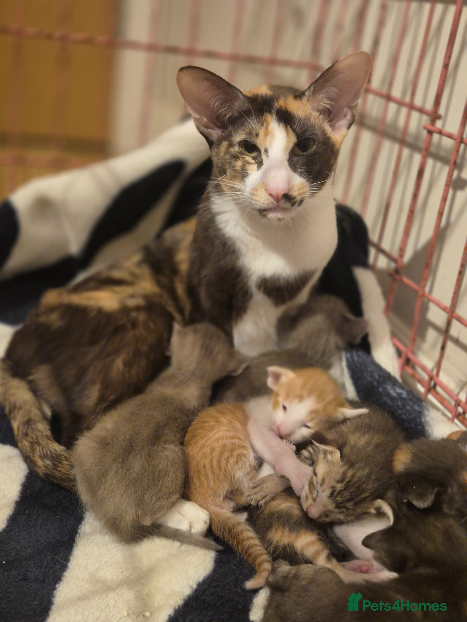 Oriental cats Pedigree Oriental kittens  - Advert 11