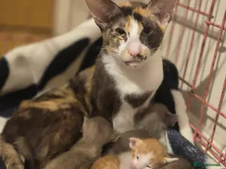 Oriental cats Pedigree Oriental kittens - Advert 11