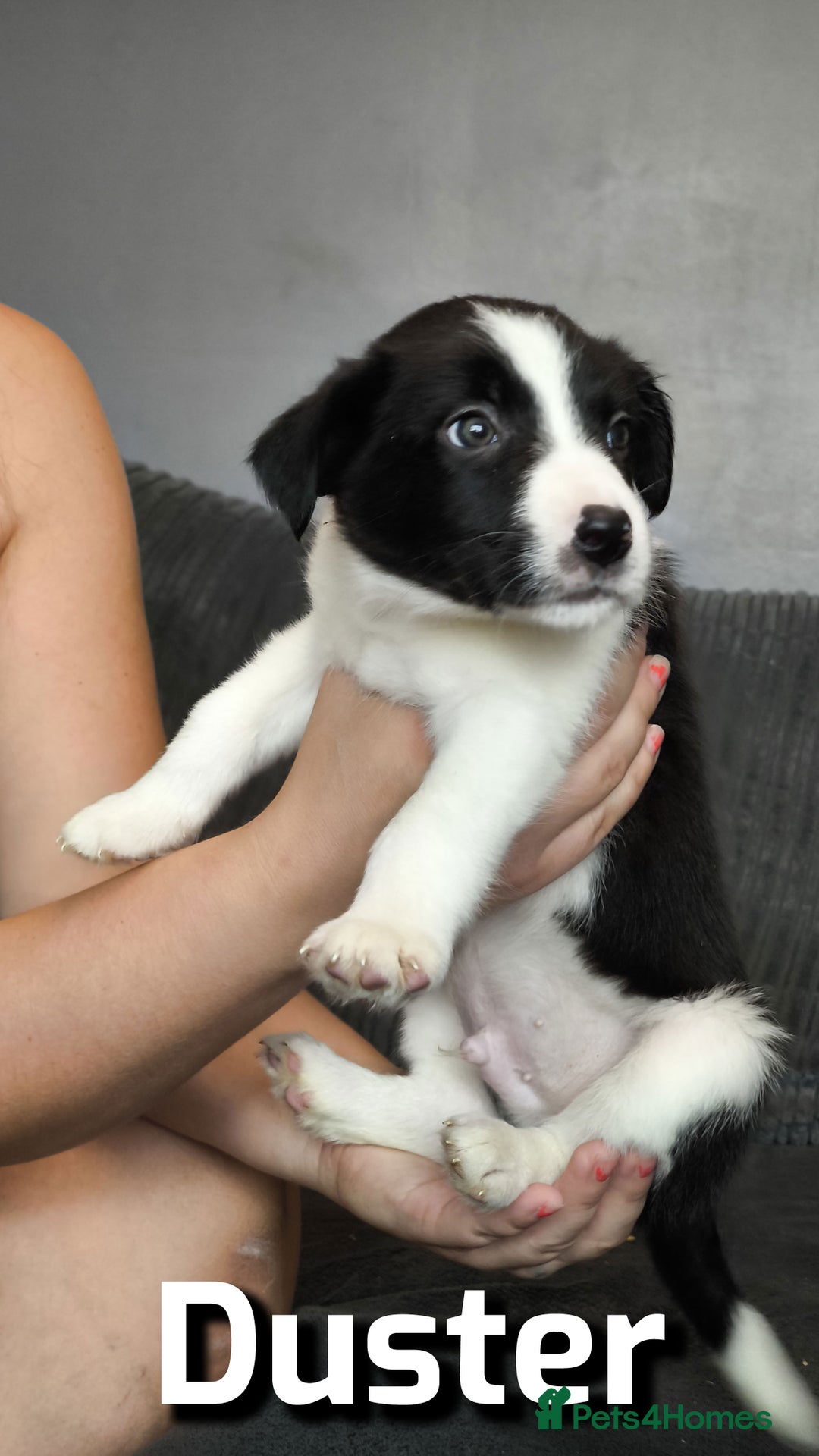 Border Collie dogs for sale: Purebred Border Collie Puppies Tri Intelligent - Image 7